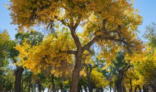 dnf生命之息怎么得