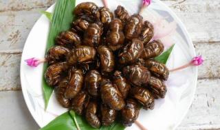 知了猴的营养价值 知了猴的营养价值